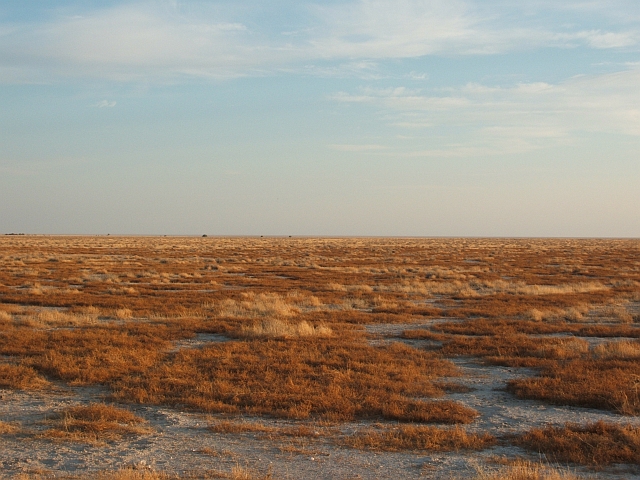 Am Morgen an der Etosha-Pfanne