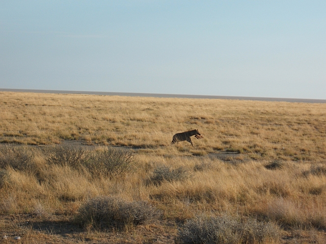 Tüpfelhyäne mit ihrer Trophäe unterwegs