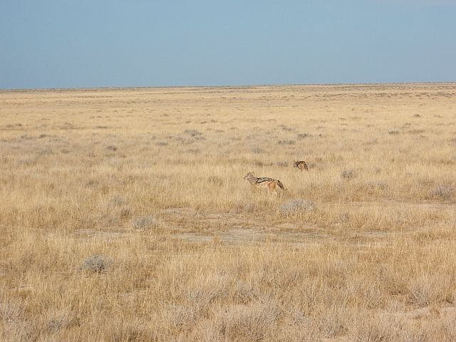 Zwei Schwarzrückenschakale