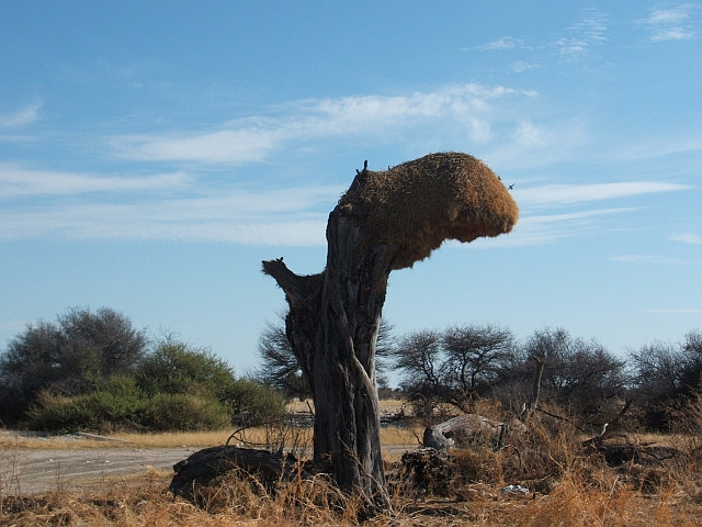 Nest der Sociable Weaver (Siedelweber)