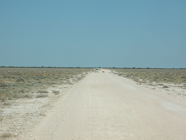 Vortritt für die Königin der Tiere