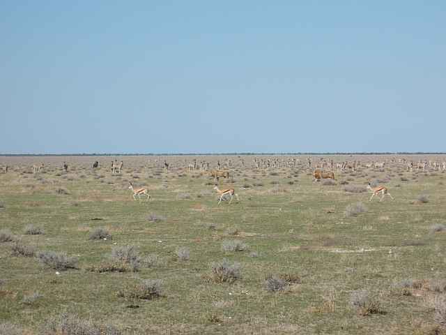 Viele Zuschauer und unerwartete Begleitung von drei Springböcken für die Löwen