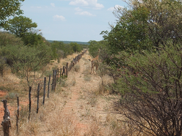 Kleine Giraffe auf der Farm Gelbingen