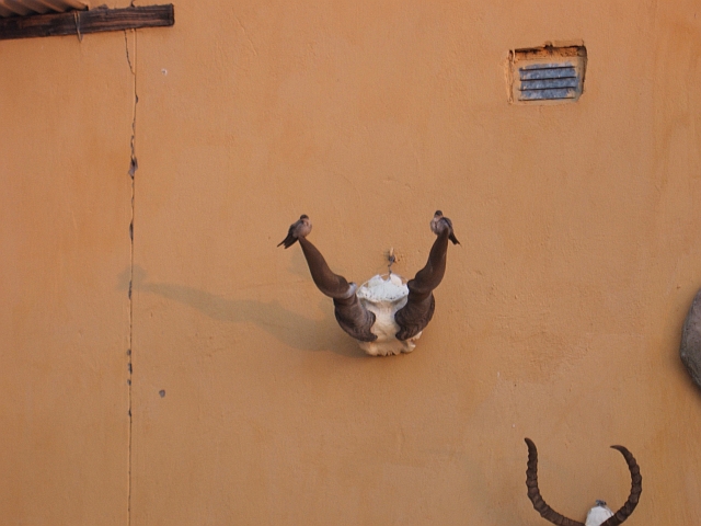 Trophäensammlung an der Garagenwand