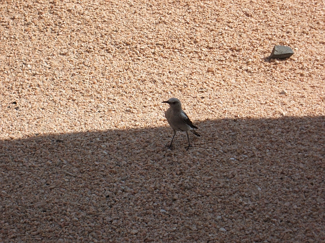Mountain Wheatear (Bergschmätzer)