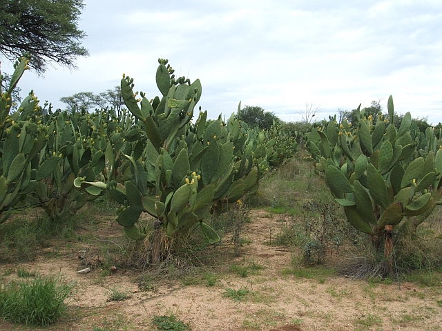 Feigen-Kakteen in Reih und Glied gepflanzt