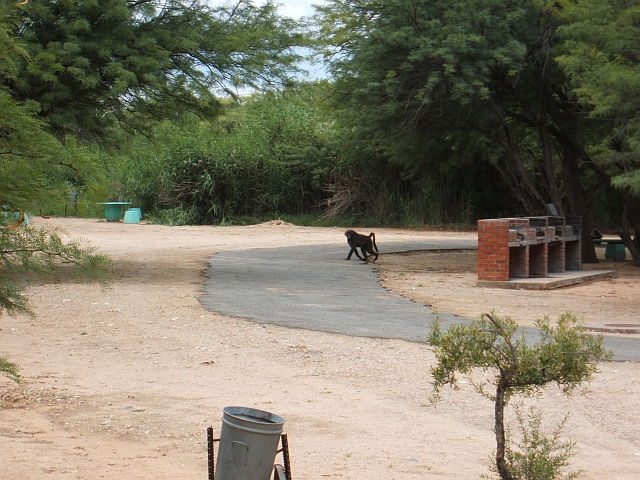 Auch hier gibt’s Paviane