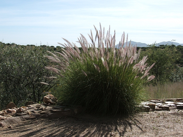 Weihnachtsstimmung, anyone?