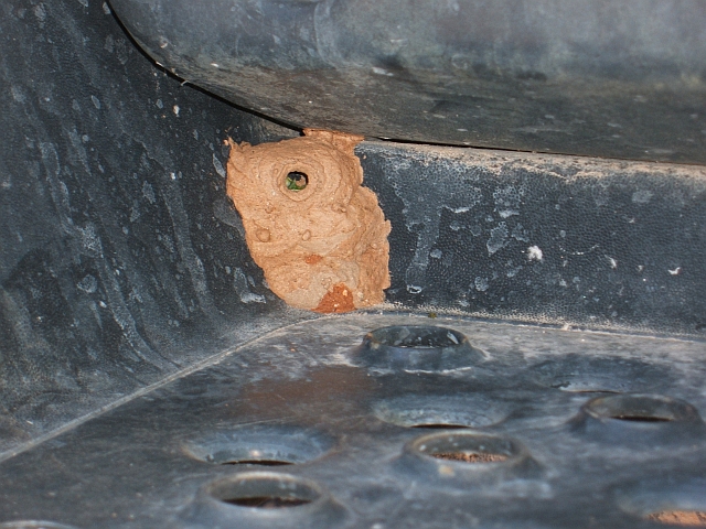 Auch Wespen mögen Obelix: Nest unter der Beifahrertüre