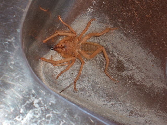 Hübsche, kleine Spinne im Waschbecken unseres Camps in Gochas