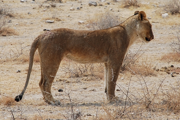 Löwendame, die wieder einmal etwas Toilette nötig hätte