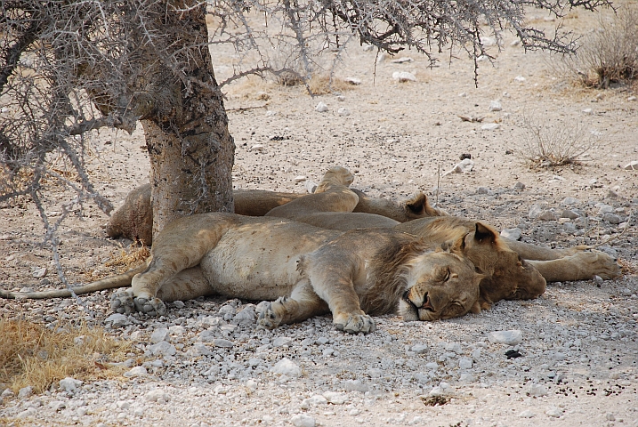Faule Löwen unter einem Baum