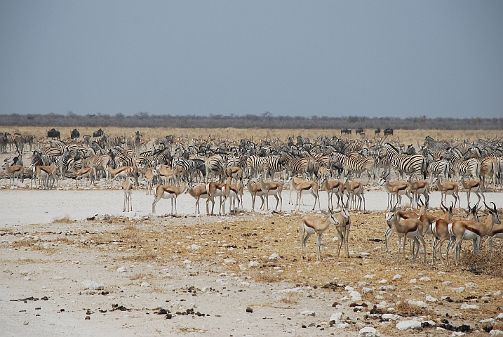 Vor lauter Tieren sieht man das Gamsbokvlakte Wasserloch gar nicht