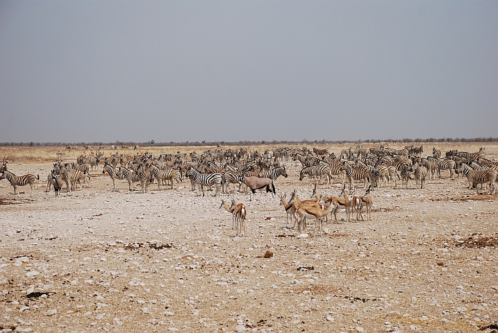Viele, viele Tiere an der Gemsbokvlakte