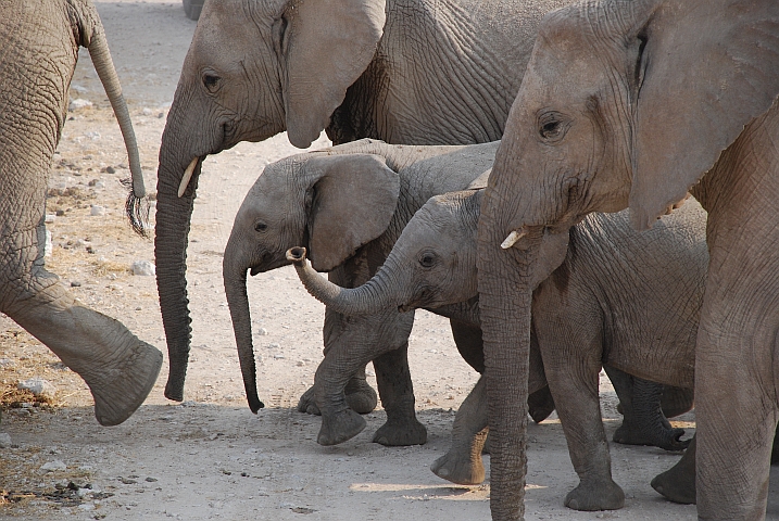 Kleine, vorwitzige Elefäntchen gut beschützt in der Herde