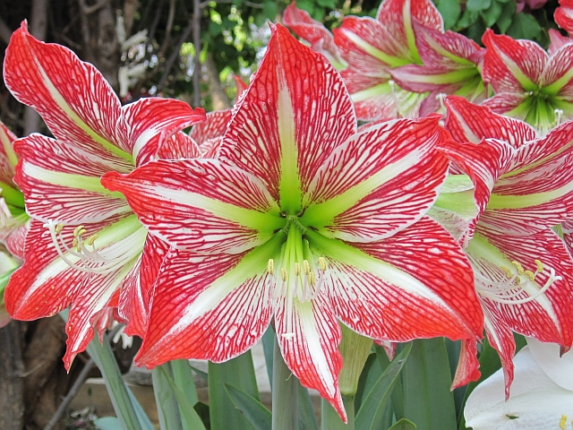 Blüten im bunten Garten des “zum Potjie“-Restcamp bei Otavi