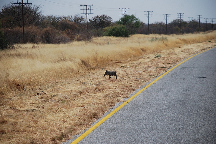 Warzenschwein zwischen Outjo und Kamanjab