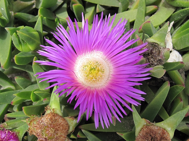 Lilafarbene Blüte in Swakopmund