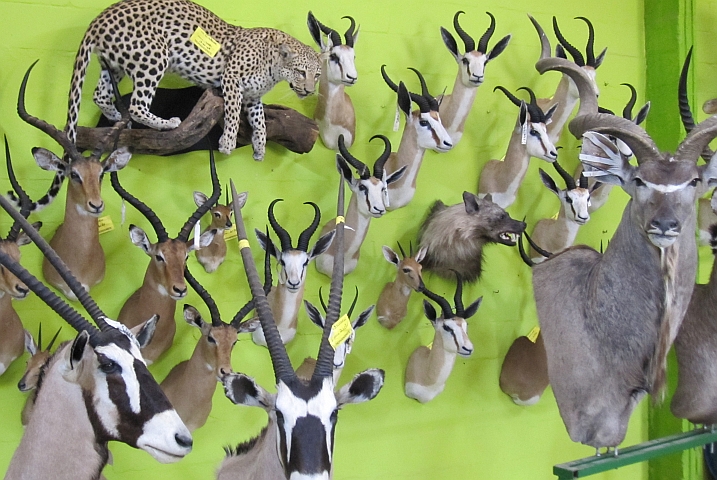 Viele Jagdtrophäen an der Wand