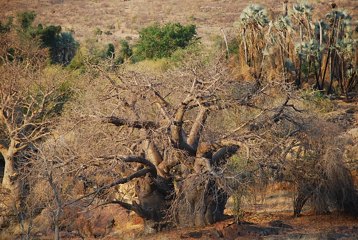 Baobab an den Epupa Fällen