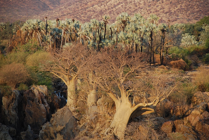 Baobabs und Palmen