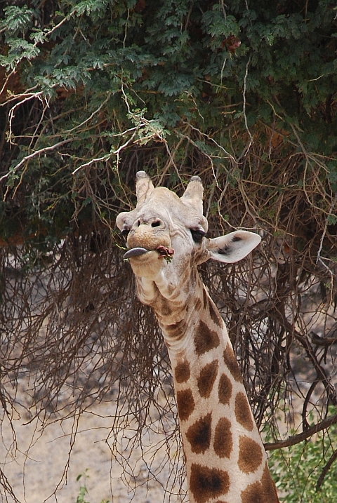 Giraffe beim Blätter schmausen