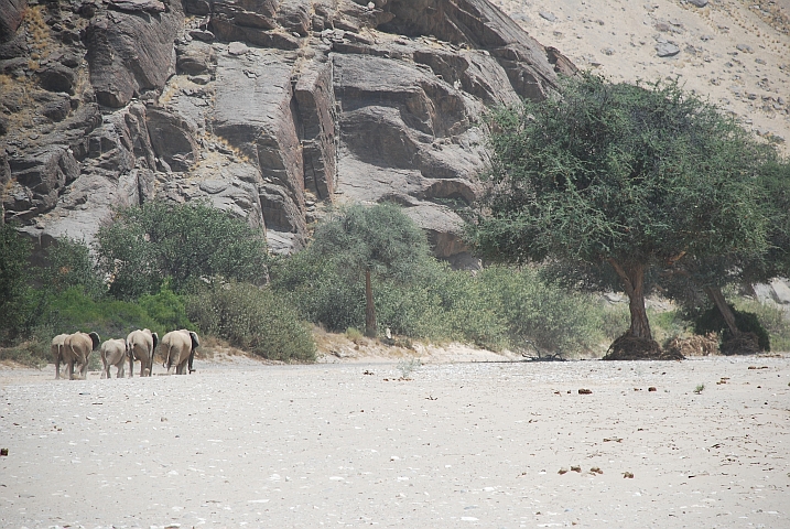 Wir tuckern den Dickhäutern in gebührendem Abstand hinterher