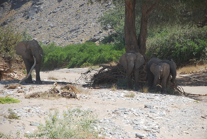 Die Wüstenelefanten von Namibia im Hoanib