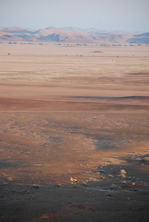 Oryx allein auf weiter Flur