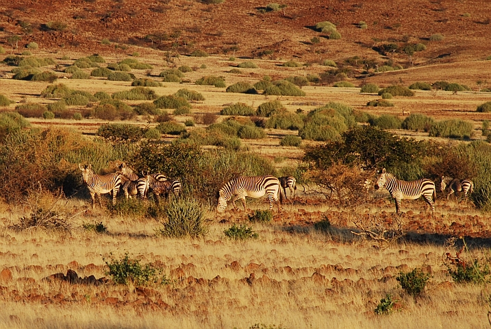 Zebras in der Abendsonne