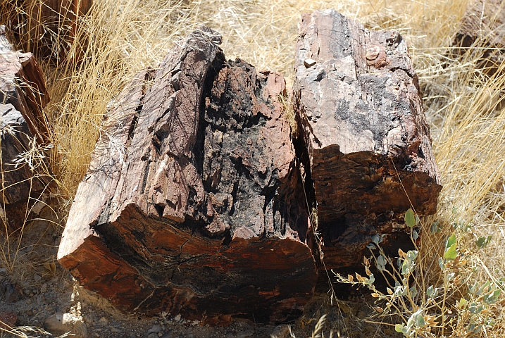 Teil eines versteinerten Baumstammes