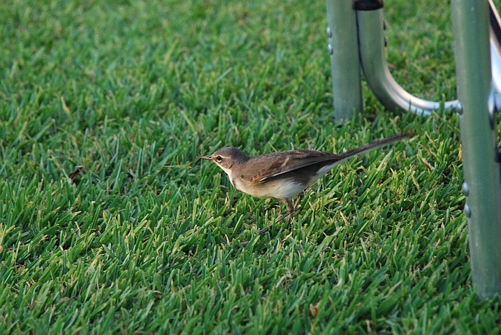 Vorwitziger Cape Wagtail (Kapstelze)