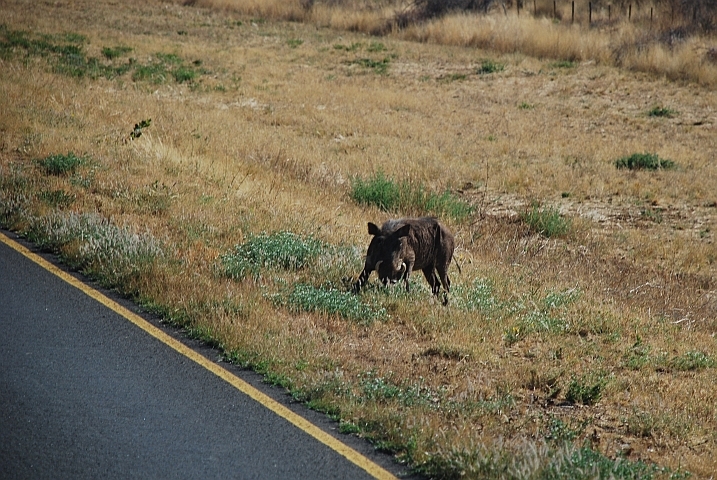 Ganz schön mutiger Eber, so nahe bei Obelix...