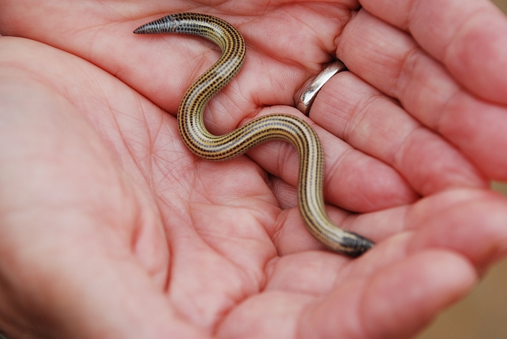 Ein Skink, bei uns Blindschleiche genannt