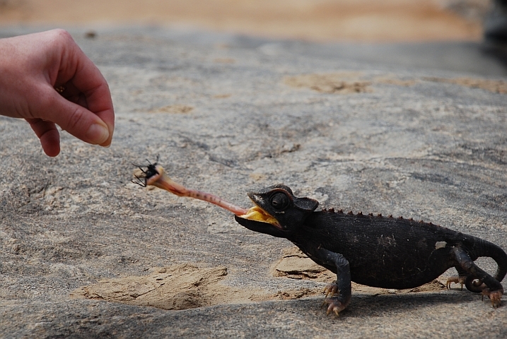 Chamäleon schnappt sich mit der Zunge einen Käfer