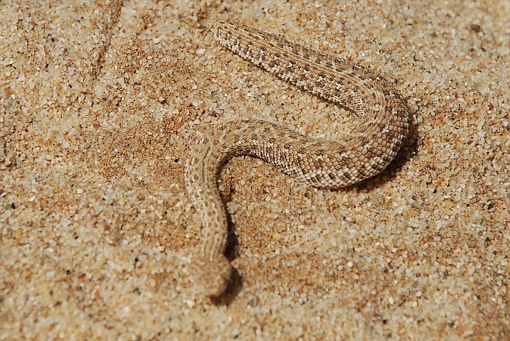 “Sidewinder“-Viper