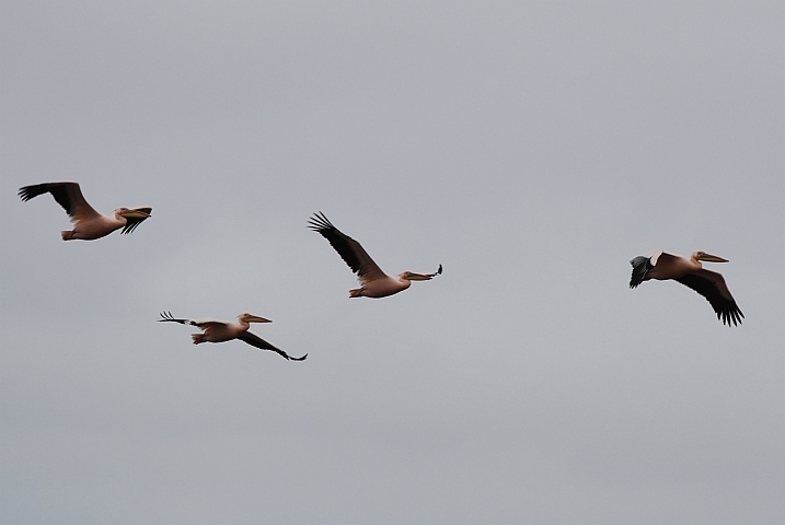 Pelikan-Staffel unterwegs