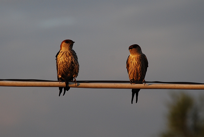 Zwei Greater Striped Swallows (Kapschwalben)
