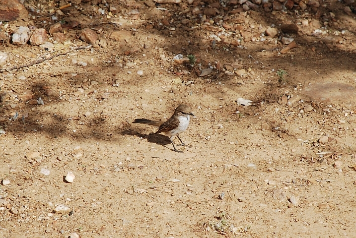 Marico Flycatcher (Maricoschnäpper)