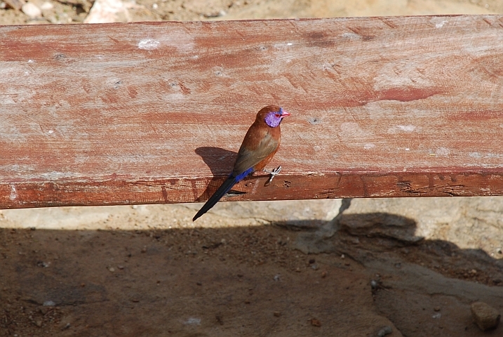 Violet-eared Waxbill (Granatastrild)