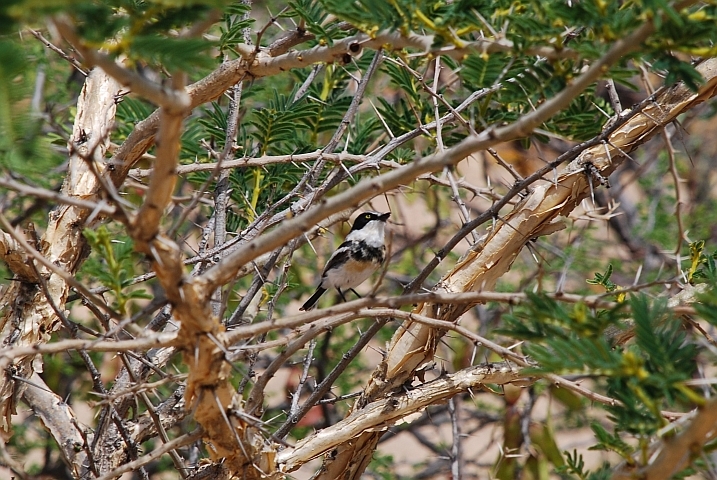 Pirit Batis (Piritschnäpper)