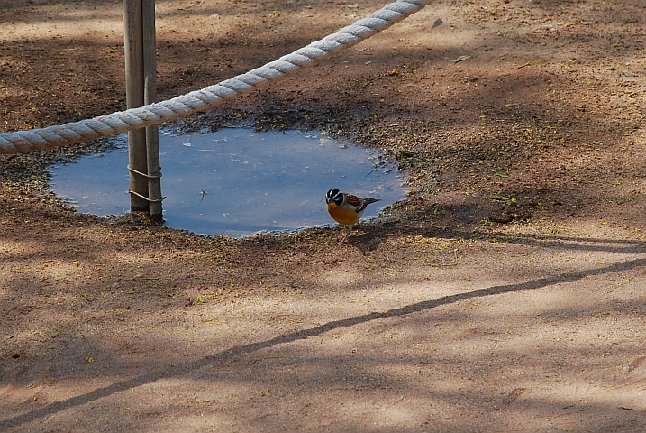 Goldenbreasted Bunting (Gelbbauchammer)