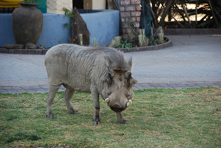 Nicht jedermanns Haustier: Ein Warzenschweineber