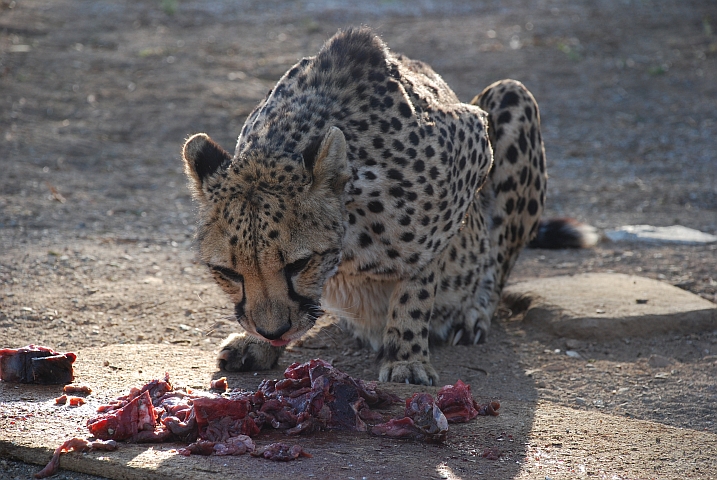 Gepard beim Nachtessen