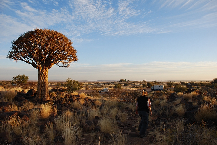 Isabella geht an einem Köcherbaum vorbei zurück zu Obelix