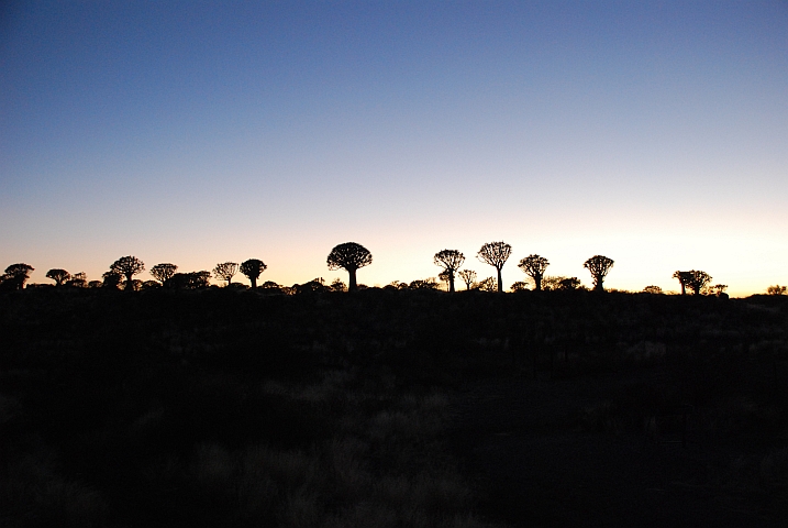 Morgendämmerung über dem Köcherbaumwald