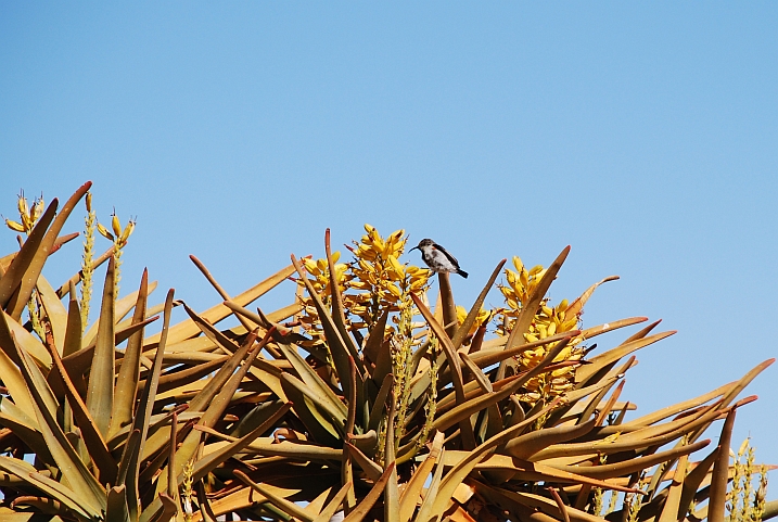 Dusky Sunbird (Russnektarvogel) an den Blüten eines Köcherbaumes
