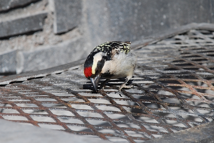 Acacia Pied Barbet (Rotstirn-Bartvogel) putzt unseren Grill