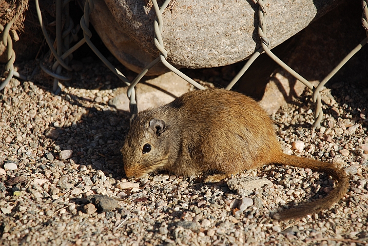 Eine der zahlreichen Dassie Ratten im Camp