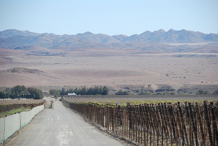 Zufahrt zum Camp durch die Tafeltraubenplantage